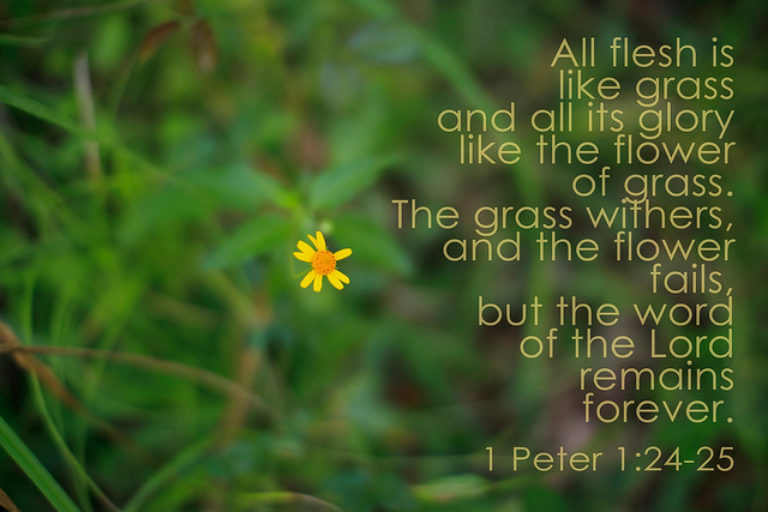 verse-of-the-day-1-peter-1-24-25-kjv-highland-park-baptist-church